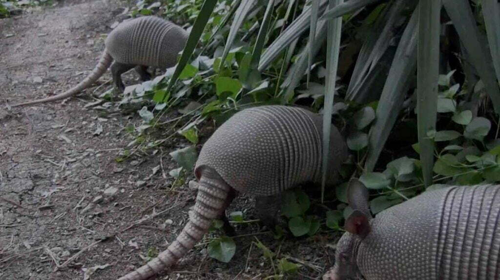 three armadillos looking for insects