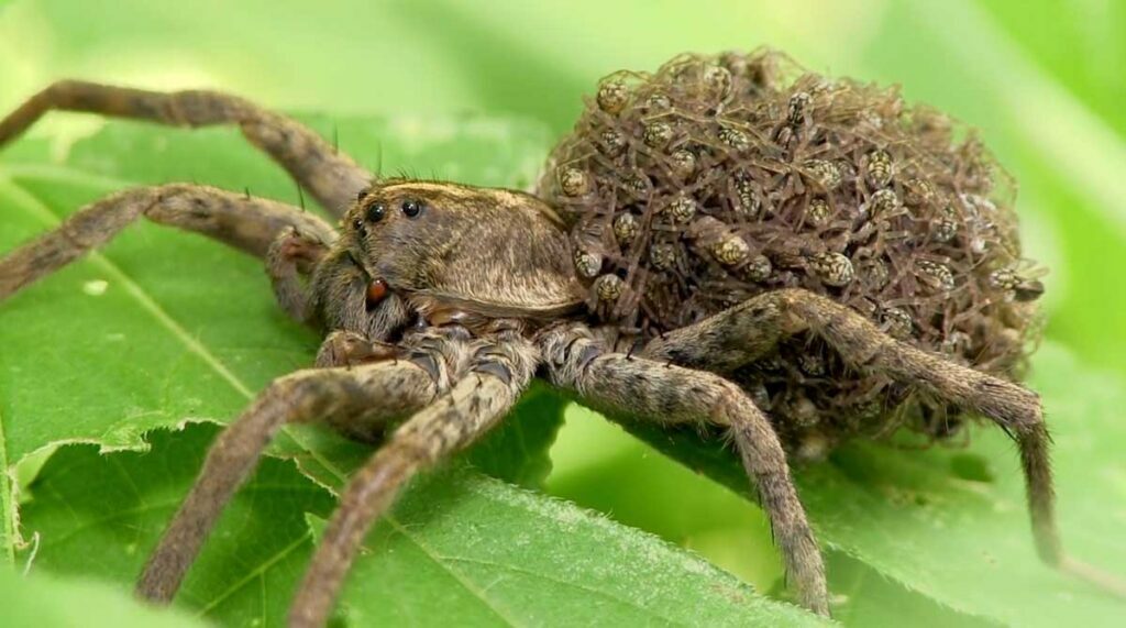 A female wolf spider on a leaf with babies on her back