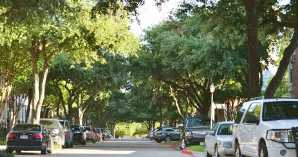 Trees along a street in Dallas, Texas