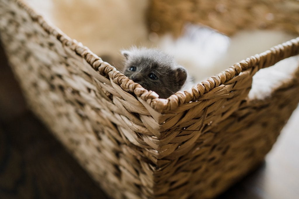 A gray kitten in a basket